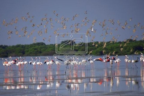 1036m² Land in Al Zorah, UAE No. 77244 12